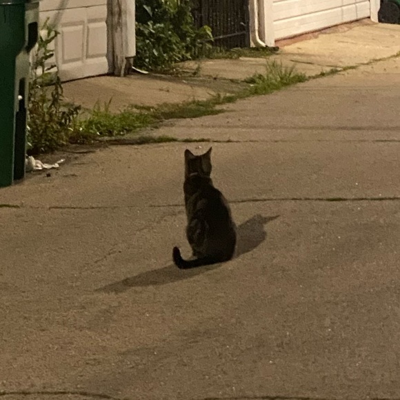 saevani